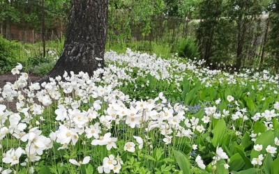 Projektowanie zieleni Giżycko