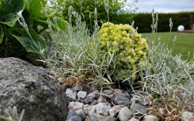 Projektowanie rabat roślinnych Węgorzewo