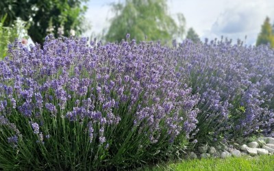 Budowa ogrodu Giżycko