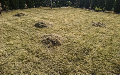 Pielęgnacja ogrodów Mazury