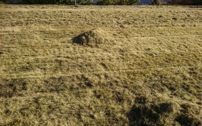 Wiosenna pielęgnacja ogrodu