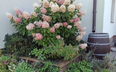 nawodnienie ogrodu Giżycko