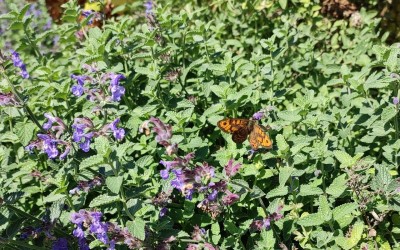 Architektura krajobrazu Giżycko