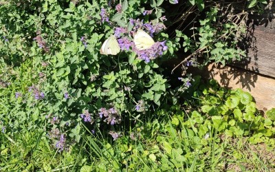 Prace ogrodowe Giżycko