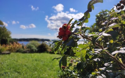 Projektowanie zieleni Węgorzewo