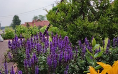 zakładanie zieleni Mazury