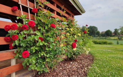 architektura krajobrazu Giżycko