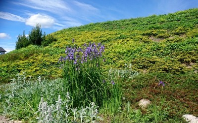 Projekty nasadzeń Giżycko